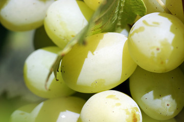 белый виноград крупным планом