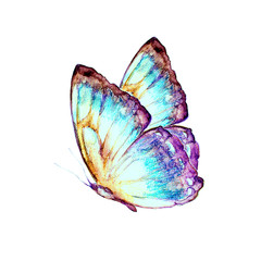 butterfly,watercolor, isolated on a white - 118811113