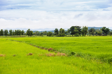 Green field and sky with white clouds.