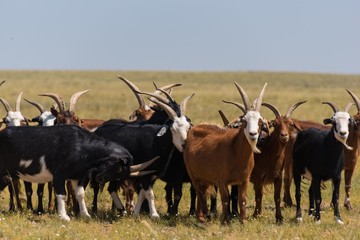 Ziegen in der mongolischen Steppe