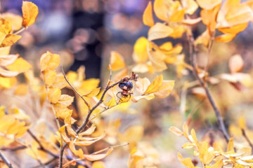 Dry rose hips in fall