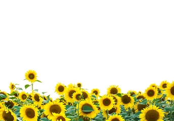 Foto op Plexiglas anti-reflex Zonnebloem gele zonnebloemen geïsoleerd over white