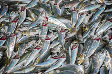 Obraz premium Freshly caught fish laid out on the surface