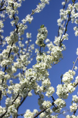 blooming cherry tree