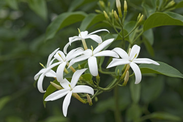 Obraz premium Twisted jasmine (Jasminum tortuosum). Called African jasmine and Perfume jasmine also