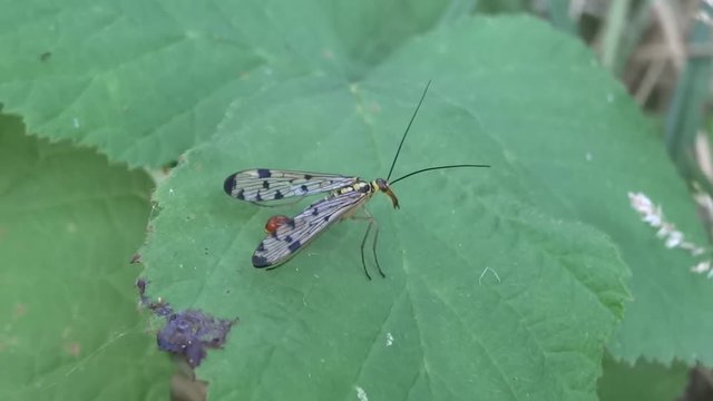 Syrphe sur feuille.