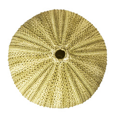 Sea urchin overhead view isolated on white © Alex Razvan