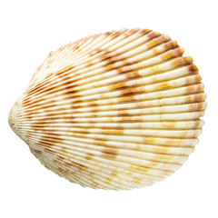 Top view of a shell isolated on white