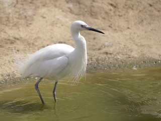 Closeup white little egret (Egretta garzetta) in water 