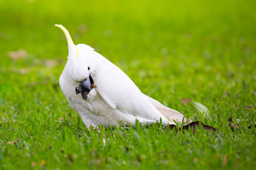 Wild Cockatoo Eating