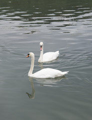 Two white swans on the lake in an autumn.