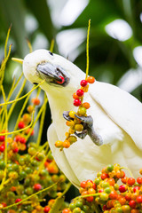 Wild Cockatoo Eating