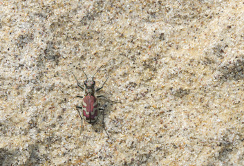 Blowout Tiger Beetle (Cicindela lengi) in Sandy Habitat on the Plains of Colorado