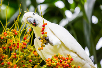 Wild Cockatoo Eating © FiledIMAGE
