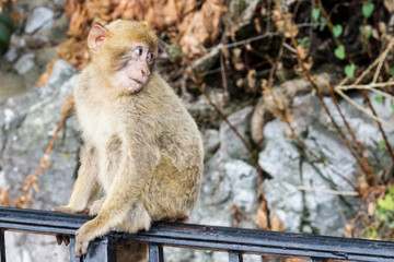 La bertuccia o scimmia di Barberia o magot è un mammifero primate appartenente alla famiglia...