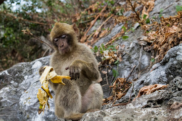 La bertuccia o scimmia di Barberia o magot è un mammifero primate appartenente alla famiglia Cercopithecidae.
E' la mascotte di Gibilterra.