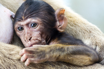 La bertuccia o scimmia di Barberia o magot è un mammifero primate appartenente alla famiglia...