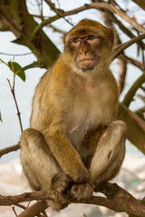 La bertuccia o scimmia di Barberia o magot è un mammifero primate appartenente alla famiglia Cercopithecidae.
E' la mascotte di Gibilterra. 