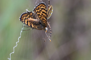 Beautiful butterfly became the prey of the striped spider. Beautiful creatures is also edible...