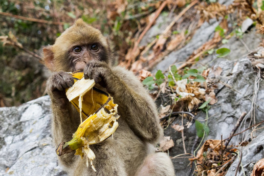 La bertuccia o scimmia di Barberia o magot &egrave; un mammifero primate appartenente alla famiglia Cercopithecidae.
E' la mascotte di Gibilterra.