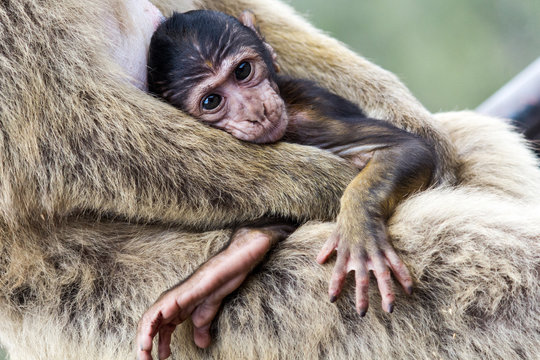 La bertuccia o scimmia di Barberia o magot è un mammifero primate appartenente alla famiglia Cercopithecidae.
E' la mascotte di Gibilterra.