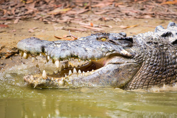 Crocodile Waits For Prey