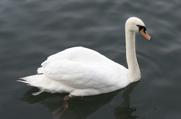A lone white swan on a lake in autumn.