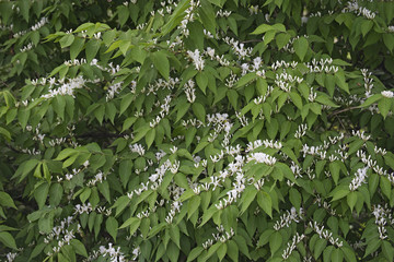 Amur Honeysuckle (Lonicera maackii). Called Bush Honeysuckle also