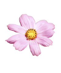 pink cosmos isolated on white