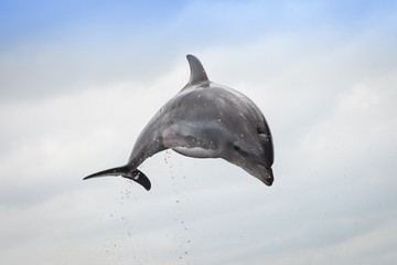 Dauphin saut aquarium Kyoto