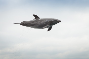 Dauphin saut aquarium Kyoto