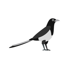 Magpie icon in flat style on a white background