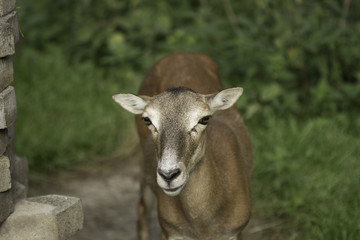 The European Roe Deer  -  Capreolus capreolus 