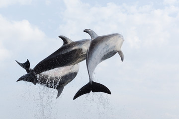 Obraz premium Dauphin saut aquarium Kyoto