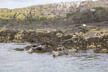 Seal Colony, Farne Island, Northumberland