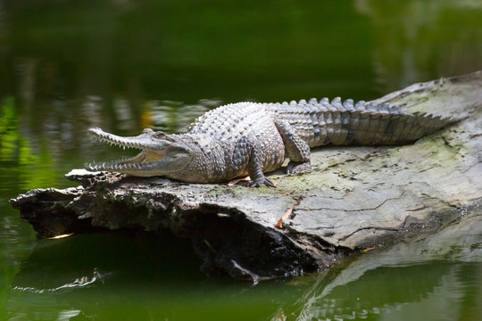 Crocodile Waits For Prey