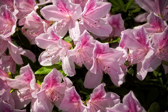 Flowering Azalea Bush