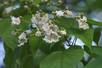 Northern catalpa (Catalpa speciosa). Called Hardy Catalpa, Western Catalpa, Cigar Tree and Catawba-tree also