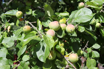 Apfelbaum: Unreife Äpfel auf einem Baum