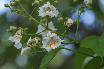 Northern catalpa (Catalpa speciosa). Called Hardy Catalpa, Western Catalpa, Cigar Tree and Catawba-tree also