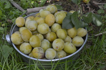 Galvanized bucket filled with white plums, standing in plum orchard
