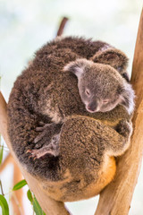 Koala and Joey