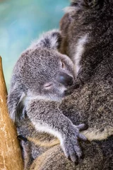 Photo sur Plexiglas Koala Koala et Joey