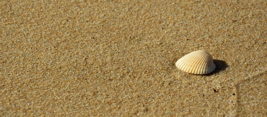Fototapeta na wymiar Sea shell with sand as background