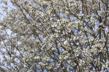 Flowering Dogwood (Cornus florida). Called American Dogwood and Eastern Dogwood also. Symbol of North Carolina, West Virginia, Missouri and Virginia