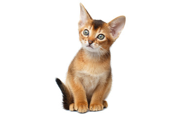 Little Abyssinian Kitty Sitting on Isolated White Background, Front view, Baby Animal