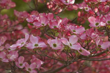Flowering Dogwood (Cornus florida). Called American Dogwood and Eastern Dogwood also. Symbol of North Carolina, West Virginia, Missouri and Virginia