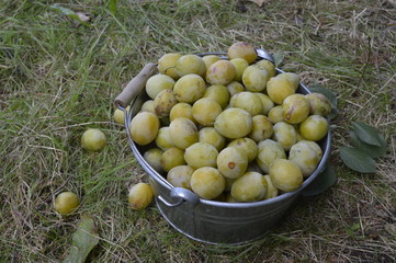 Galvanized bucket filled with white plums, standing in plum orchard
