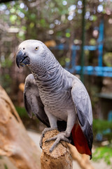 African grey parrot sitting on the tree branch