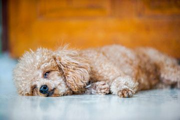 little poodle dog sleep on the marble floor